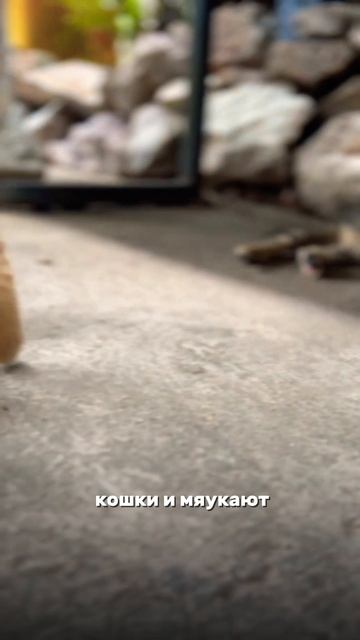 🐈Как правильно подзывать тайских кошек?