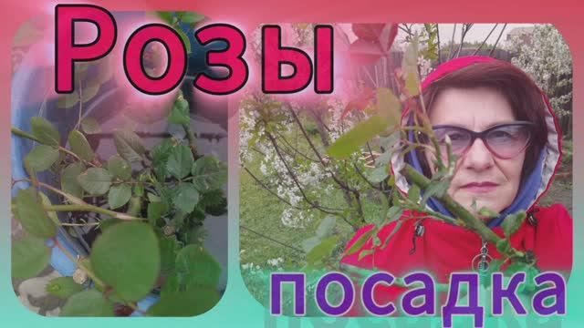 Посадка роз.