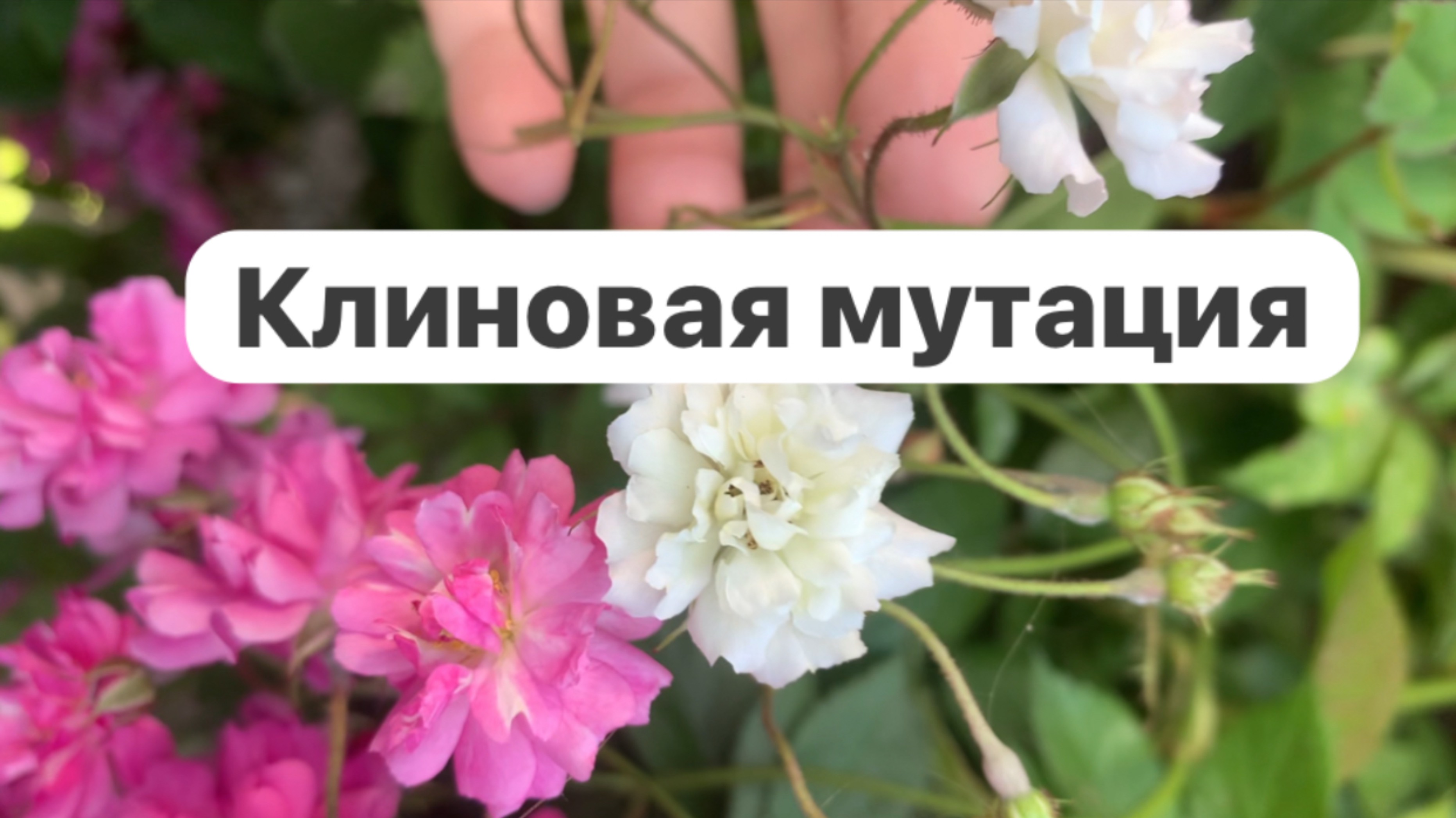 Клиновая мутация: Белоснежное чудо на плетистой розе "Вартбург"