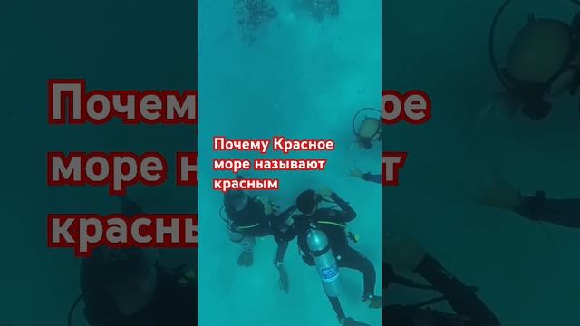 Почему Красное море называют- красным #египет #турывег