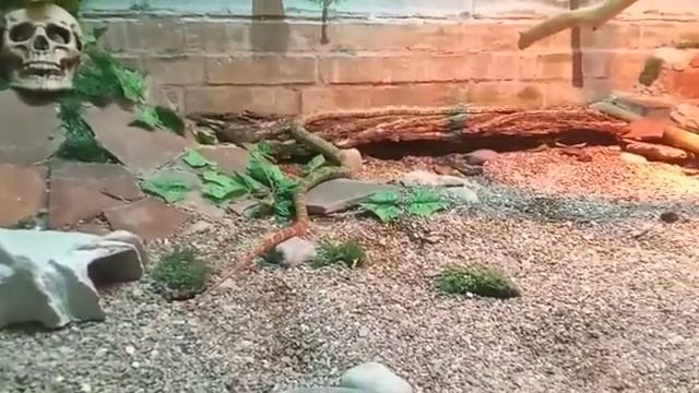 Алматинский зоопарк  Жалко Змейку, места мало ей  Как в