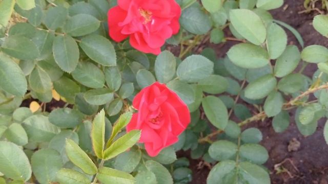 Роза Hansaland (Гибрид Rugosa, Kordes, 1993) 02 июля 2024 от Розы Вдохновения
