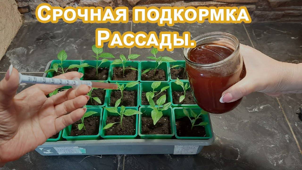 Срочная подкормка Рассады. Прет на глазах. Методика еще моей бабушки. Делюсь опытом.