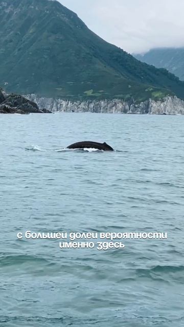 Хотите увидеть китов? Камчатка-одно из лучших мест в России!