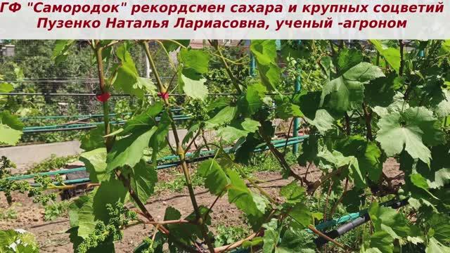 ❗️Самородок та форма от которой отказалась в пользу Байрона, но вернулась обратно к Самородку.
