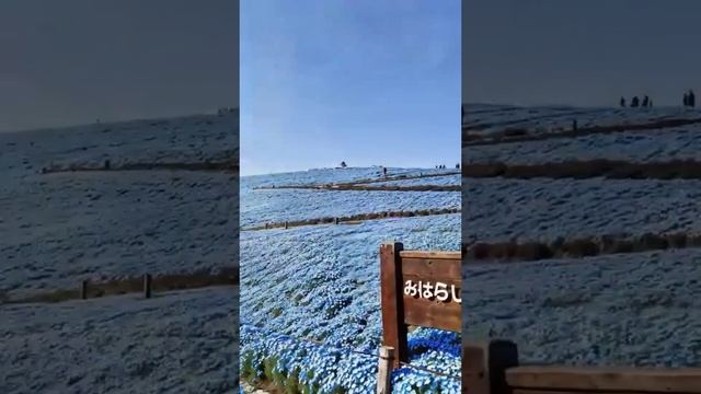 Видео про котика