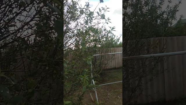 [Спокойной ночи на улице скоро буду лето от 25.05.2025г Автор Хухрянский Александр]