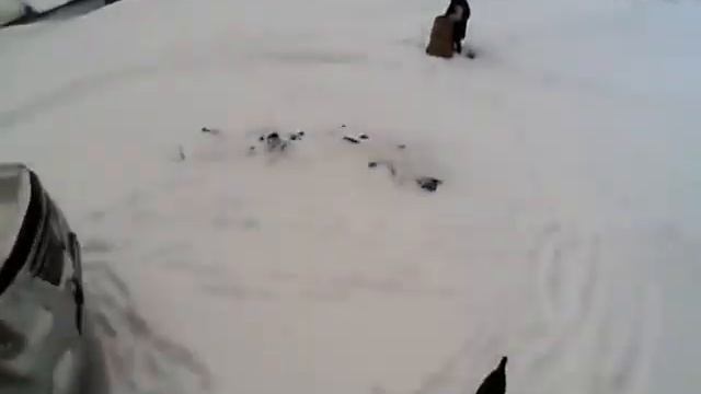 Приисковая собака