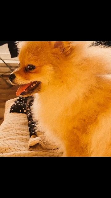 my dog❤️