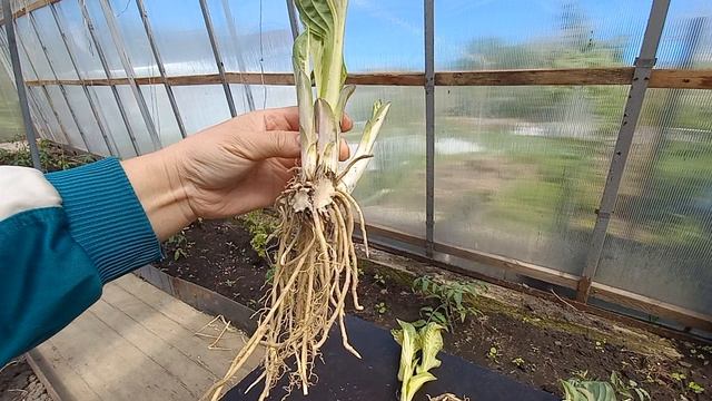 Хосты на продажу. Обзор заказа🪴🌱
