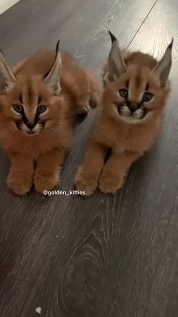 квадробир я 🐈