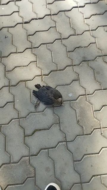 Что с вороной?