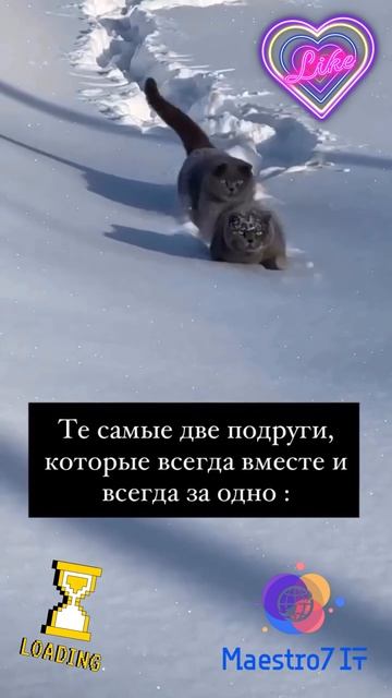 💻 Те самые две подруги, которые везде ходят вместе ...