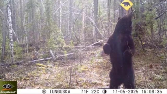 Медведь-стриптизер из Красноярского заповедника стал звездой соцсетей.