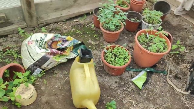 Влог 18/25
