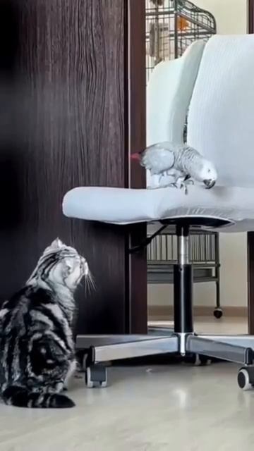 Разговор кота с попугаем 🦜🐈😻