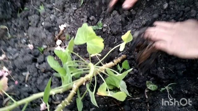Герань. Высаживаю в открытый грунт