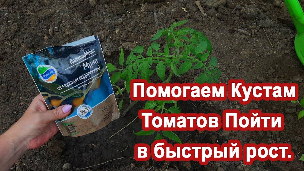 После высадки Томатов Внесите Этот раствор. Куст разрастется. Моя методика и подкормка томатов.