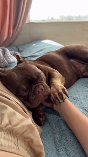 🐾