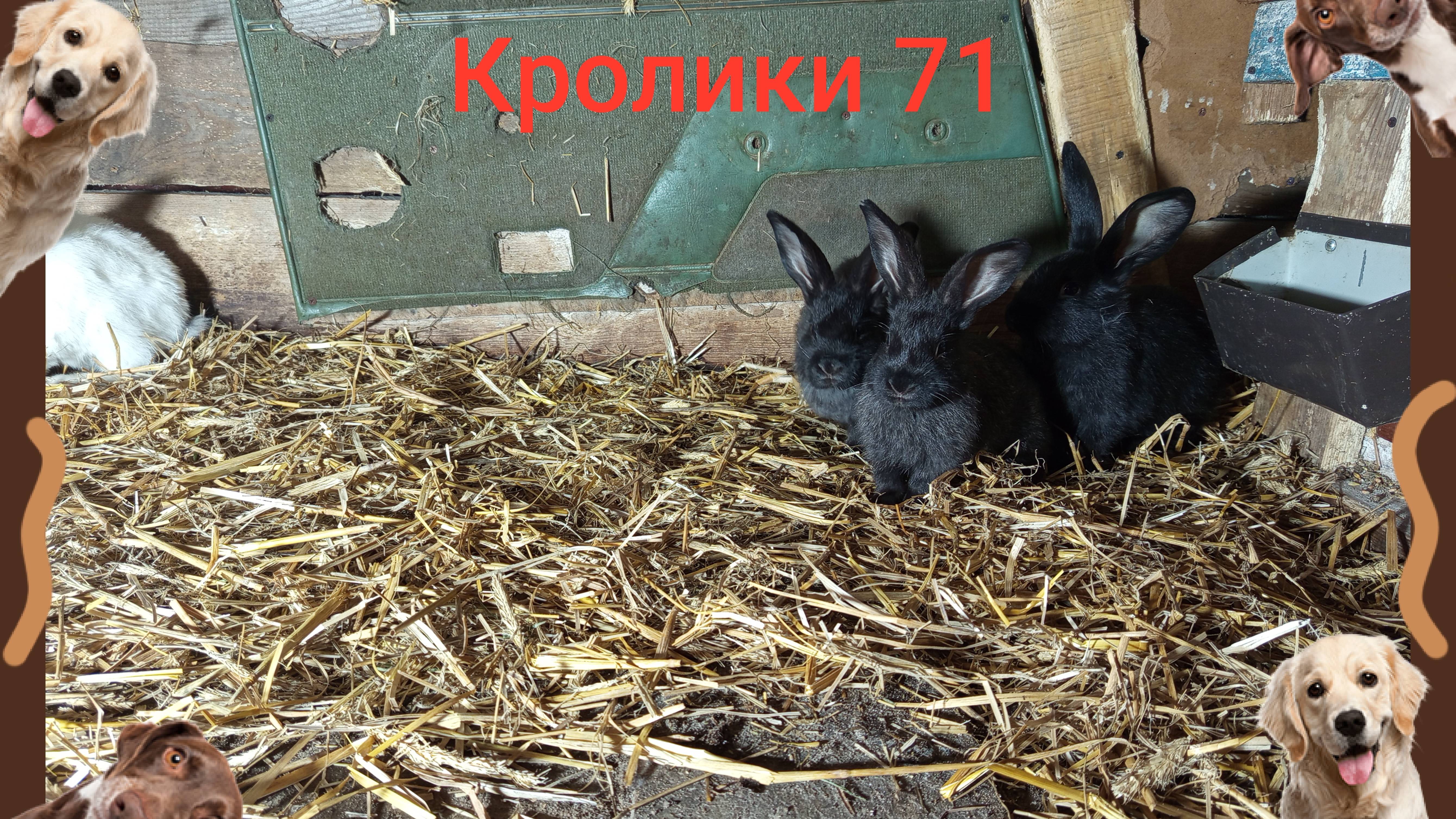 Кролики 71 ...
