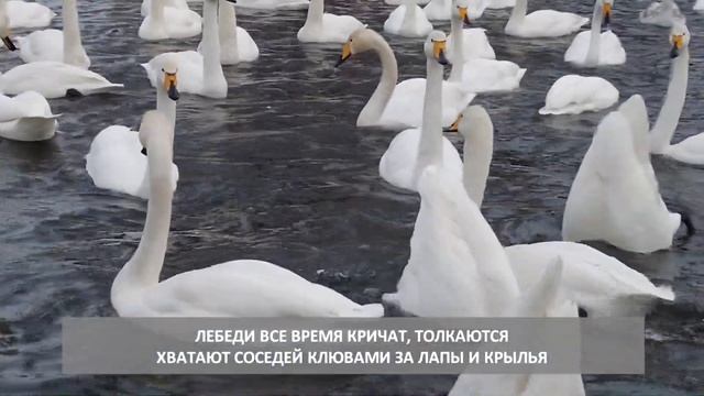 Чудо-озеро Лебединое на Алтае - любуемся на благородны