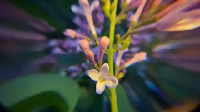Macro. Parth 4