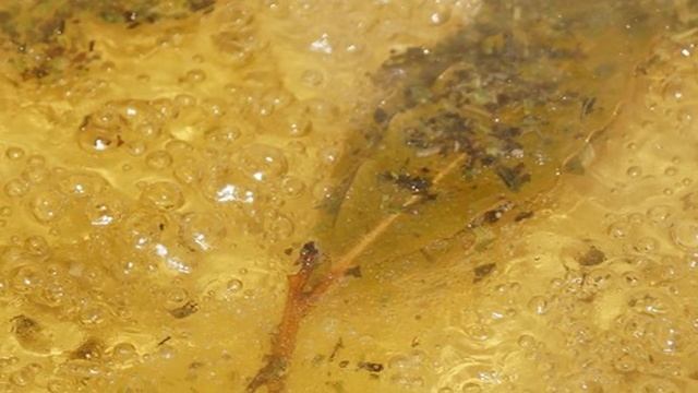 Быстрые маринованные шампиньоны