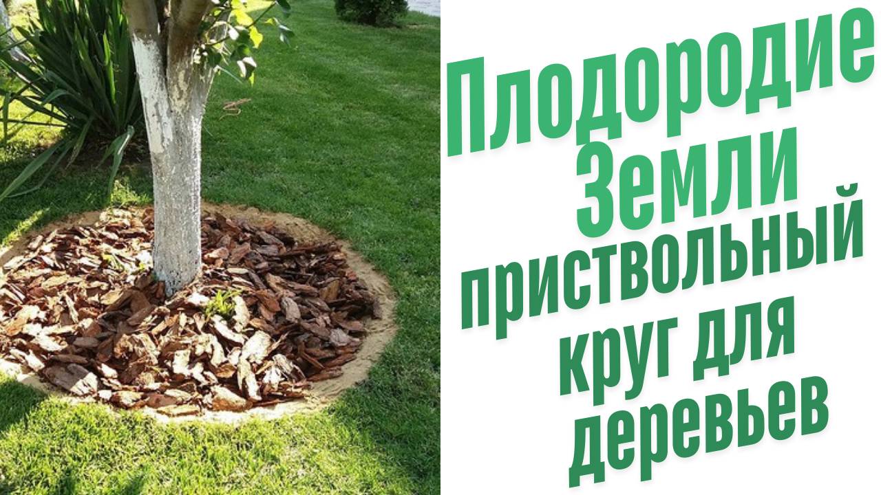 Приствольный круг для деревьев.