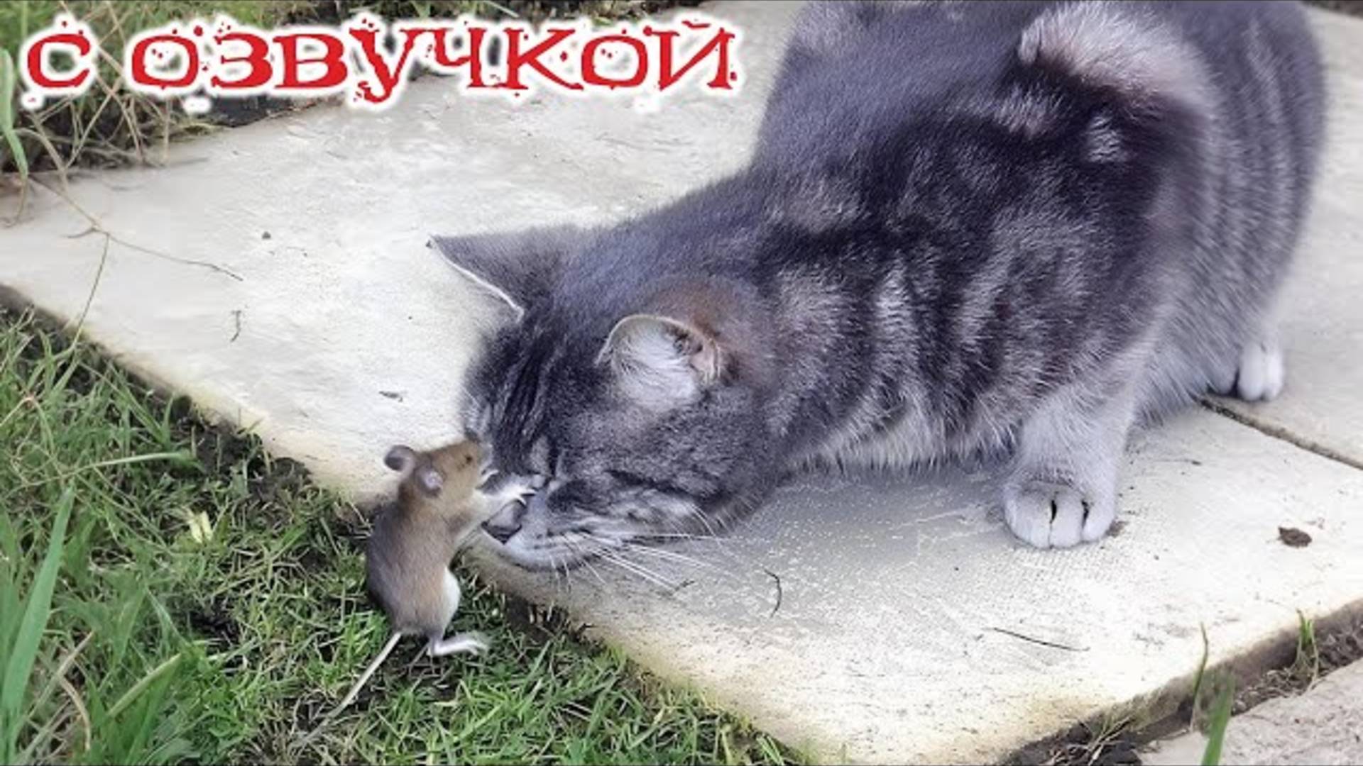 ℹ️ Приколы с котами! С ОЗВУЧКОЙ! Смешные коты! САМЫЕ СМЕШНЫЕ ЖИВОТНЫЕ!  ДО СЛЕЗ!!