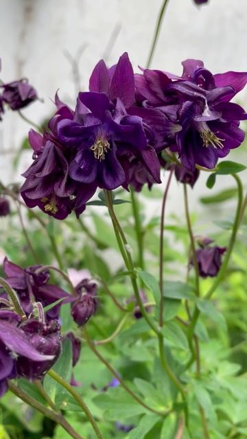Аквилегия Блэк Барлоу #цветы #garden #растения #flowers #природа
