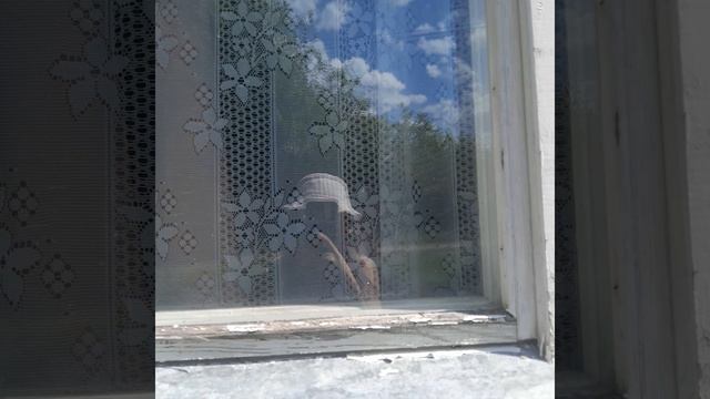 влог