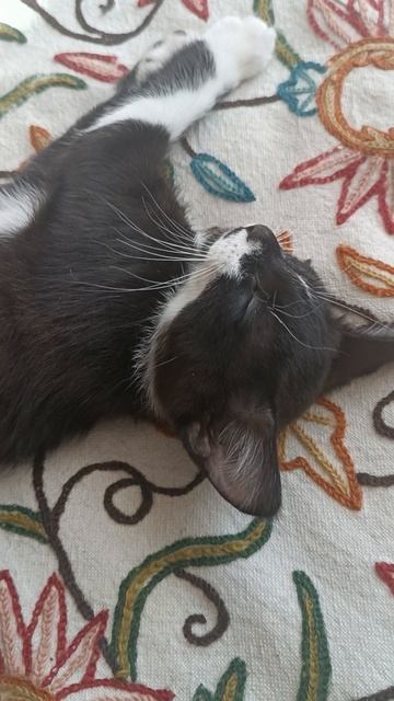 Бог, спасибо за котиков!