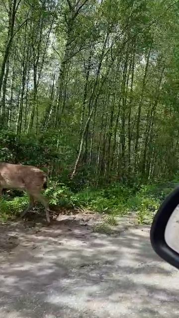 Ну и кто здесь олень)?😉 🦌
