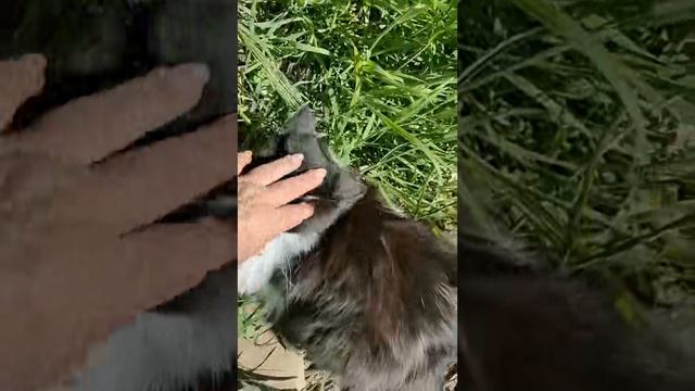 Луговорот: цикл жизни в одной полянке