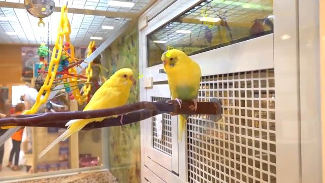 ДИАНА И РОМА - Диана и Рома играют в полицейских (1)
