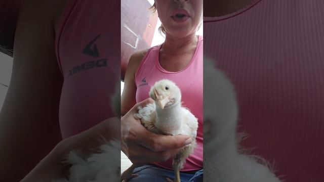 происшествие в курятнике
