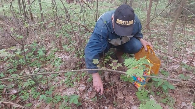 Грибы Строчки в лесу Телеши в мае.