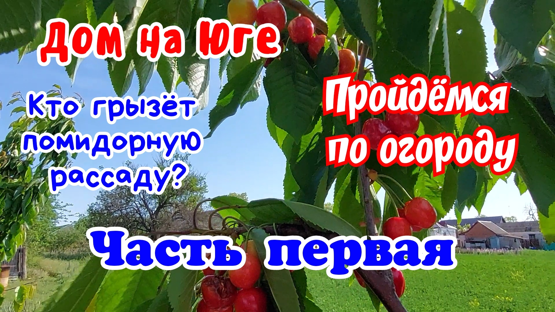 Дом на Юге. Пройдёмся по огороду. Часть первая. Кто грызёт  рассаду помидор?