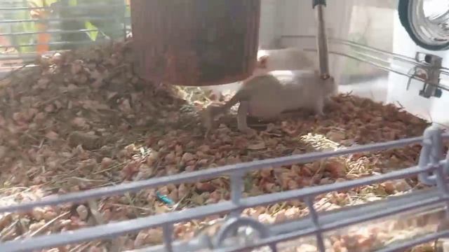 #Песчанки попрошайки