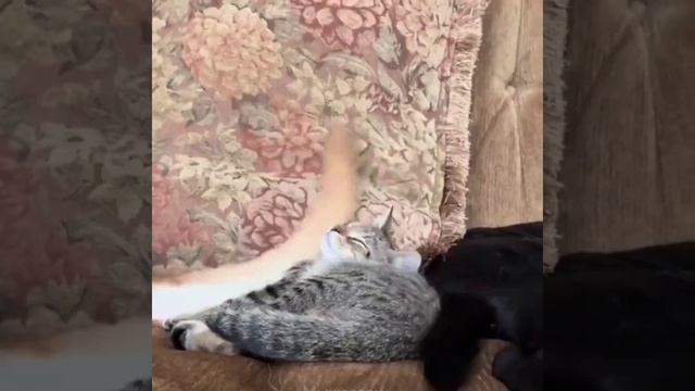 Я: *ставлю два будильника, чтобы точно проснуться*
Также я утром: