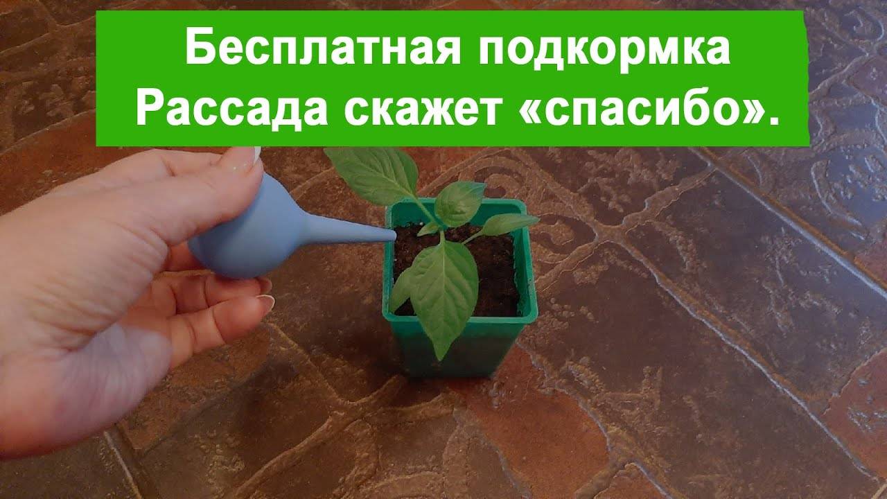 Бесплатная подкормка. Свекровь пытается узнать рецепт. Делюсь народной подкормкой с зрителями.