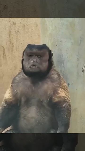 В Китае капуцин с квадратной головой стал новой звездой соцсетей.