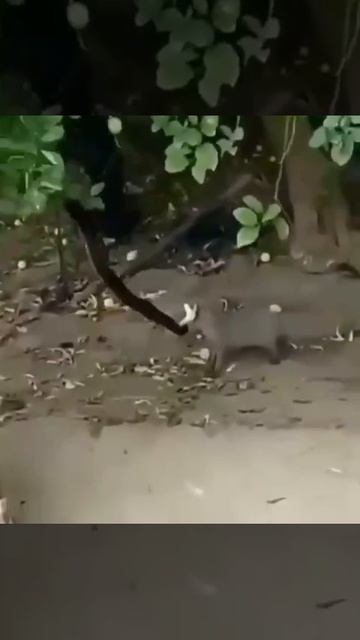 Мангуст стаскивает с дерева огромную змею