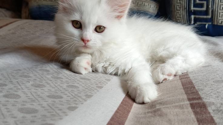 котята блондинята