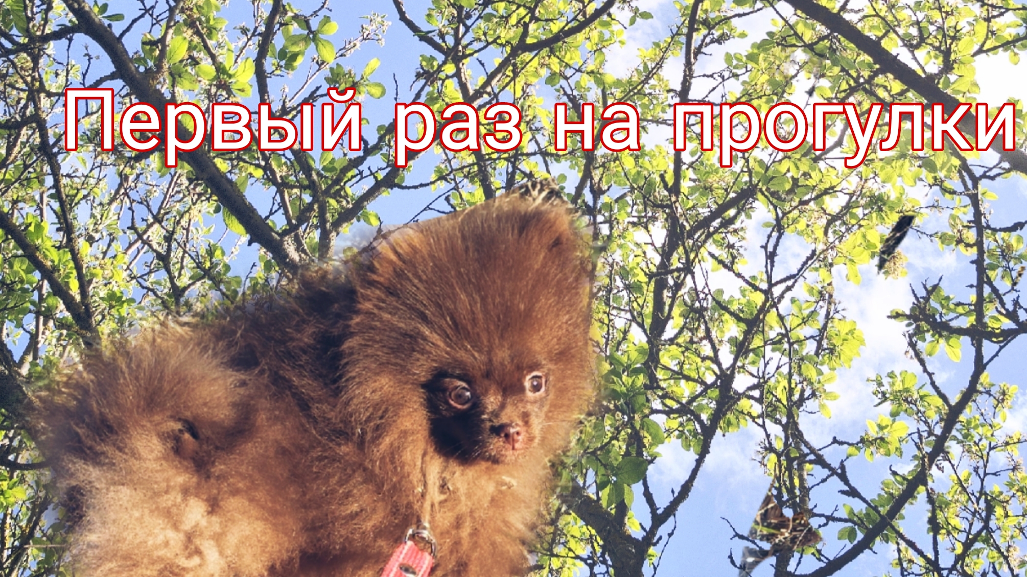 Щенок шпица на прогулки