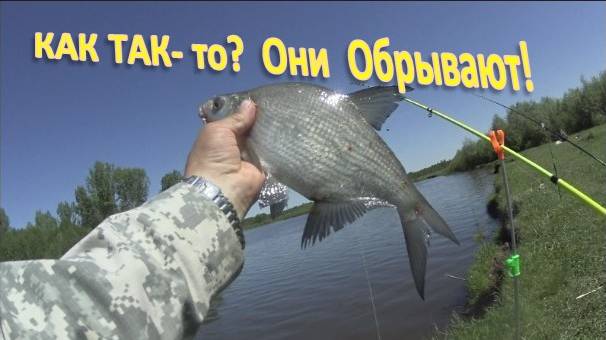 Рыбалка на Леща.  КАК ТАК- то?  Они  Обрывают!
