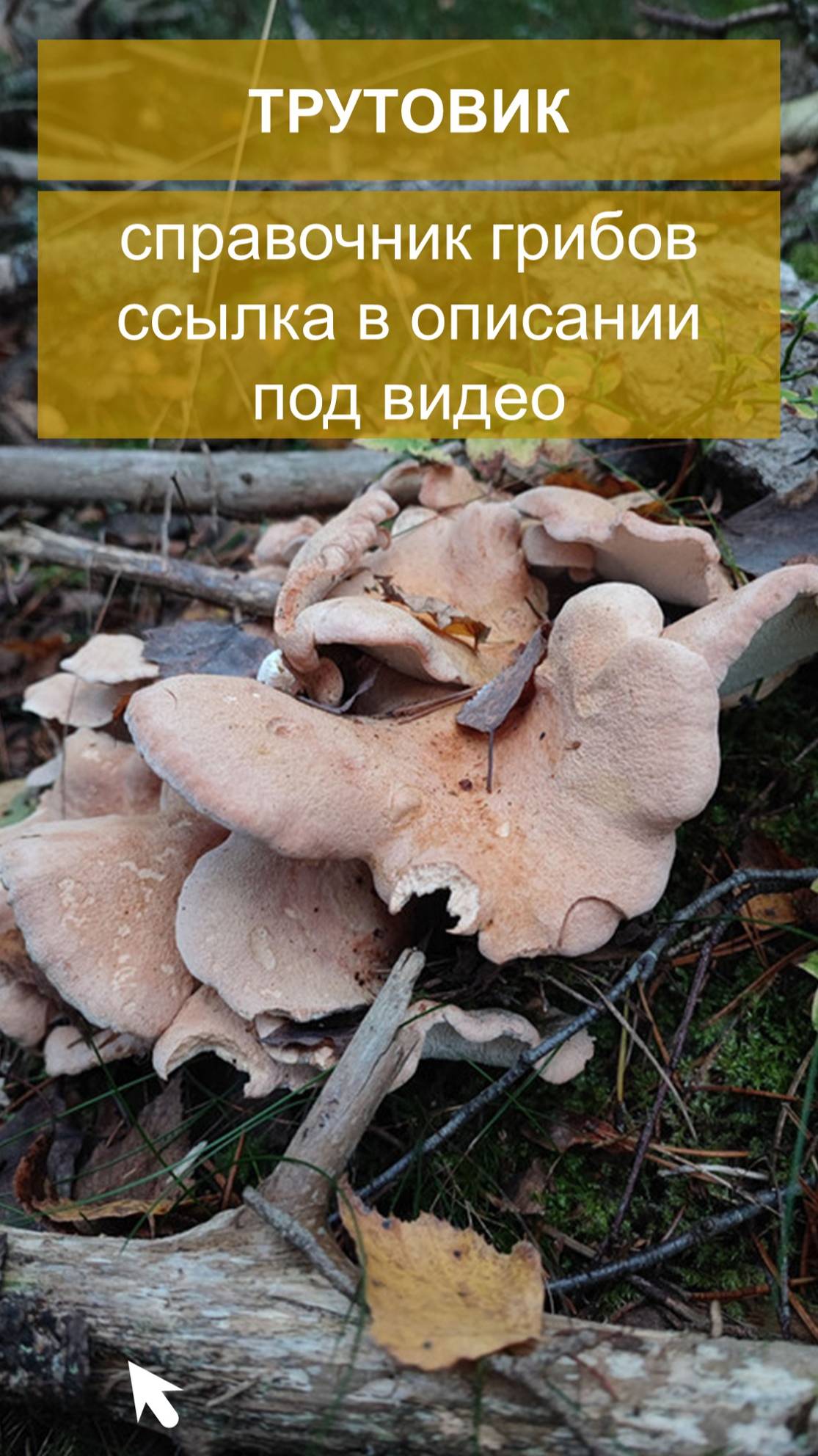 Трутовик - справочник грибов
