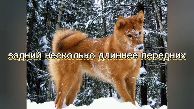 описание финского шпица