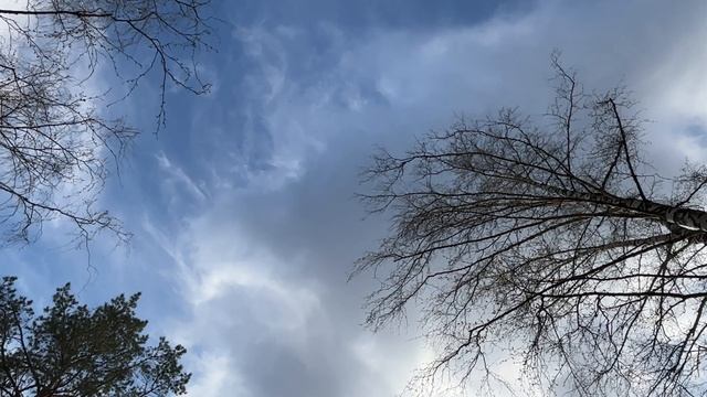 Трясогузки на воде