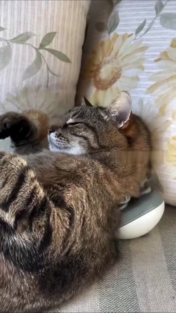 VID_20250525_211758_847.mp4